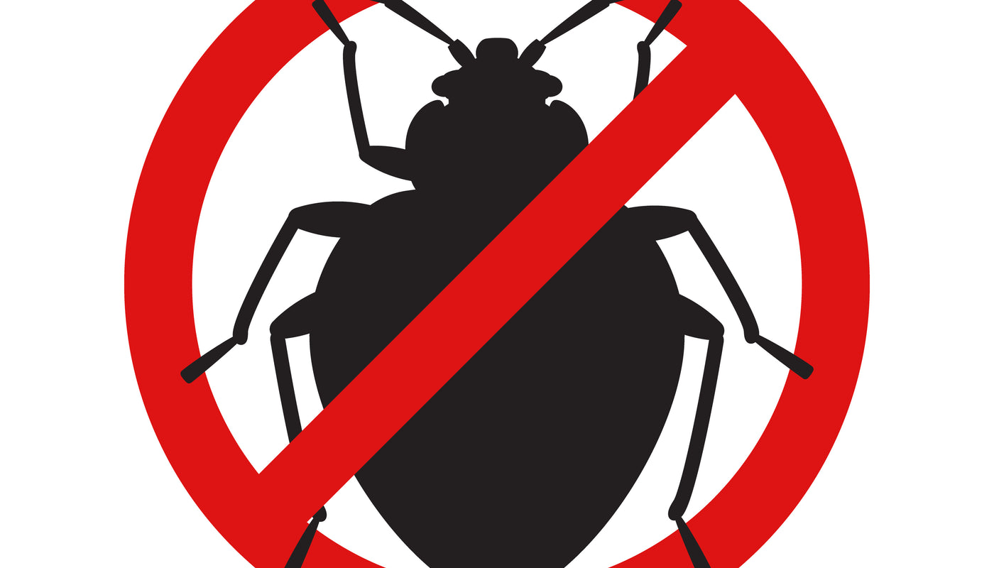 Les punaises de lit, un vrai fléau, une des astuces pour vous en débarrasser