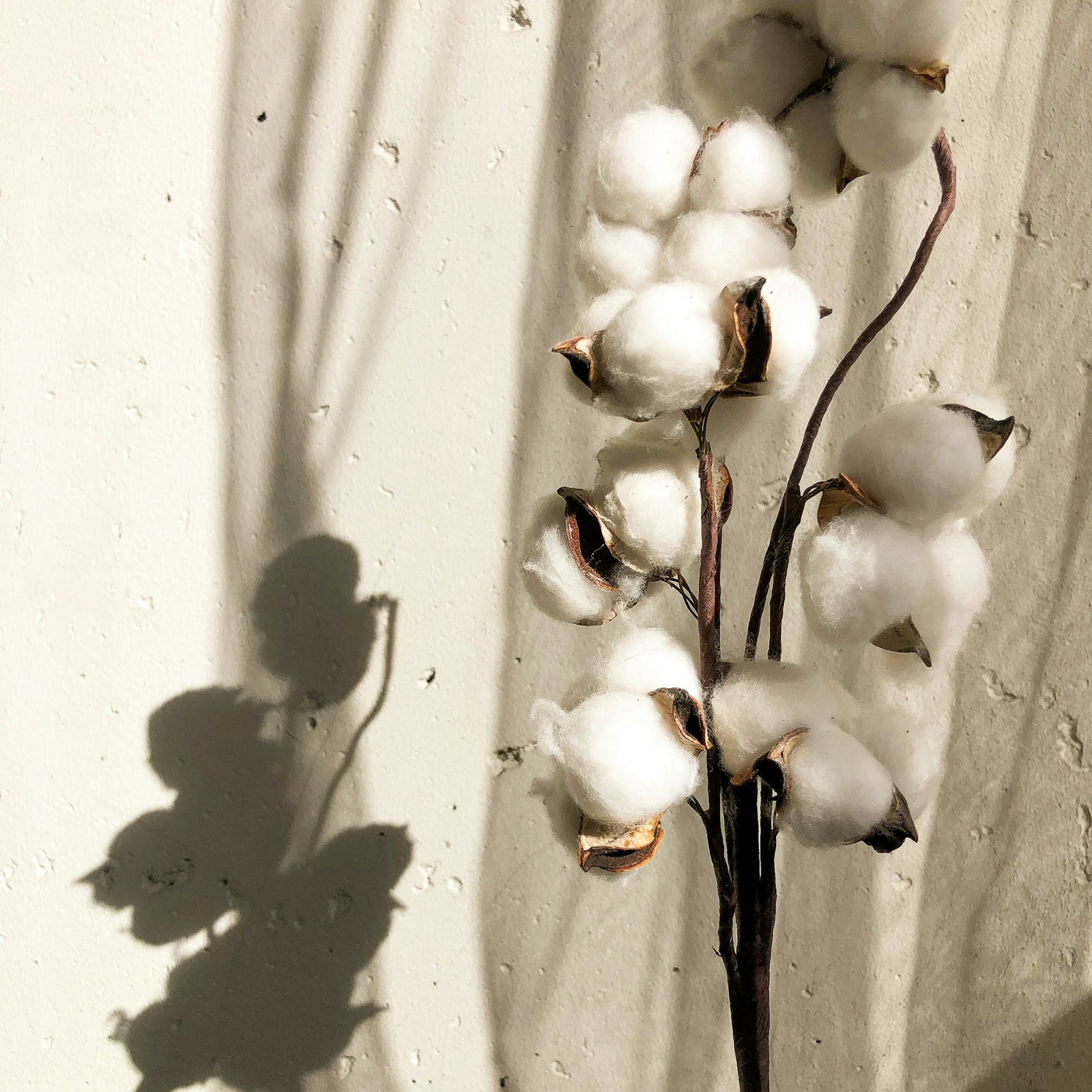 Diffuseurs de parfum Fleur de Coton : douceur et volupté dans votre intérieur