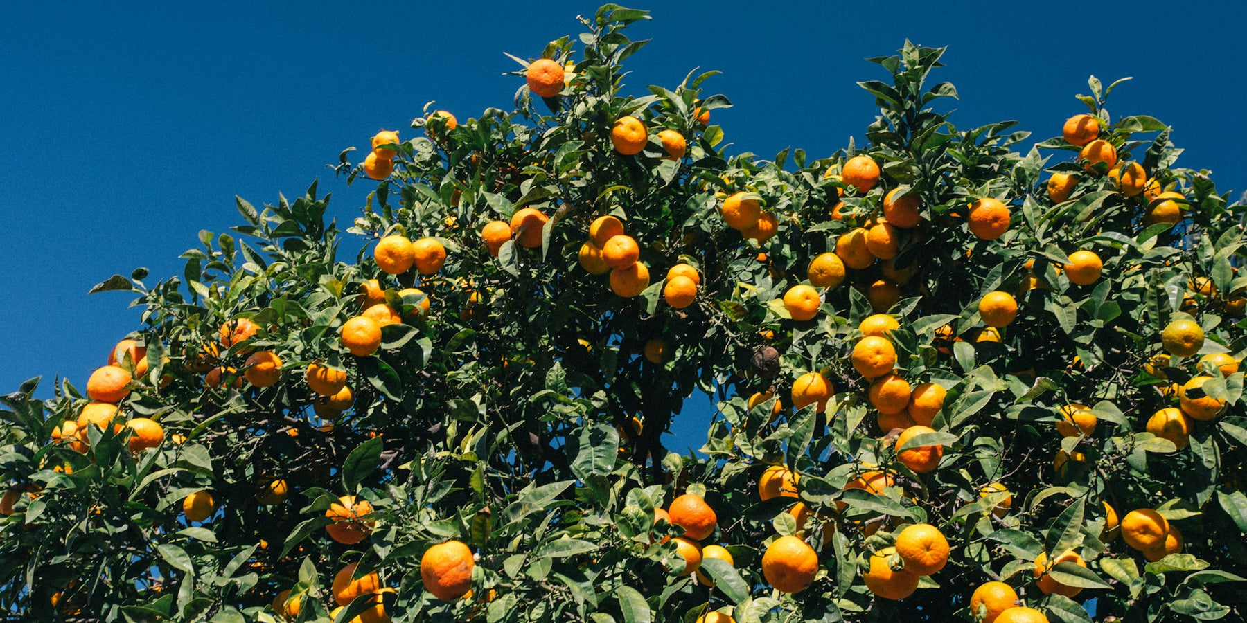 Diffuseurs de parfum d’ambiance à la fleur d’oranger : une fraîcheur bienvenue dans votre intérieur